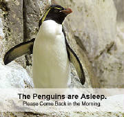 closed_penguins.jpg