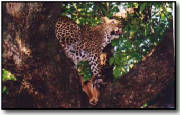 leopard-picture.jpg